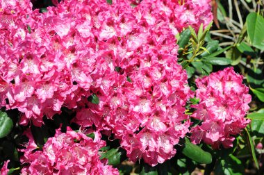  pembe ormangülü çiçek bahar içinde.