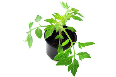 izole arka plan üzerinde saksının içinde tomate fide