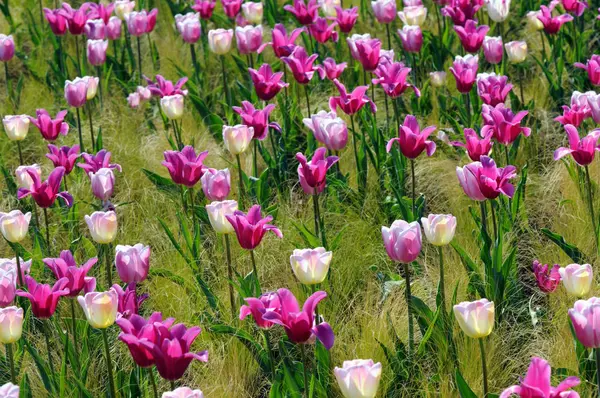 粉红郁金香在春天开花。公园里的花坛 — 图库照片