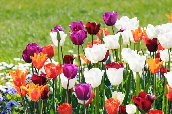 Tulips blossom in springtime. flowerbed in park — Stock Photo, Image