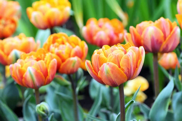 Tulipas florescem na primavera. canteiro de flores no parque — Fotografia de Stock