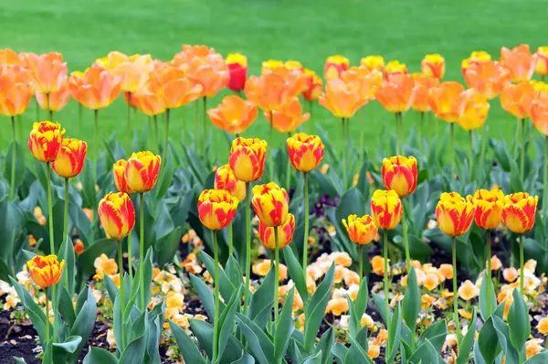Los tulipanes florecen en primavera. macizo de flores en parque —  Fotos de Stock