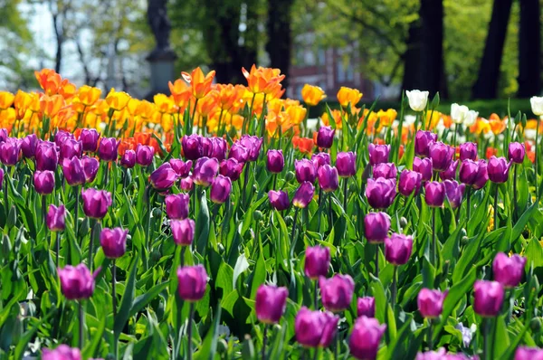 Tulips blossom in springtime. flowerbed in park — Stock Photo, Image