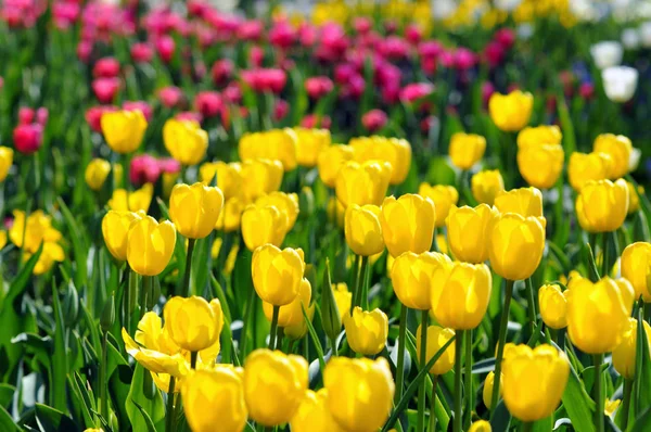 Tulipas florescem na primavera. canteiro de flores no parque — Fotografia de Stock