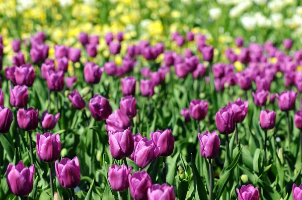 Los tulipanes florecen en primavera. macizo de flores en parque —  Fotos de Stock