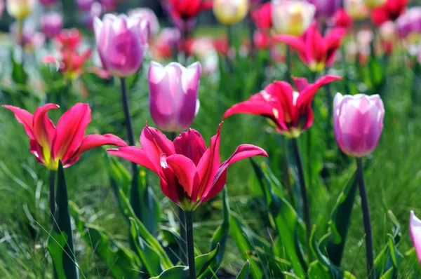 Los tulipanes rosados florecen en primavera. macizo de flores en parque —  Fotos de Stock