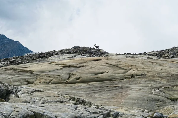 Αλπικό αγριοκάτσικο στην κορυφή του βουνού στο Γκροσγκλοκνερ ορεινή περιοχή — Φωτογραφία Αρχείου