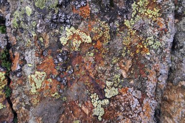 Avrupa Alpleri taşla liken. doğal arka plan