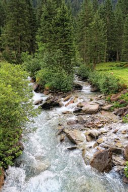 Gerlos riving flowing through pine tree forest in european alps/