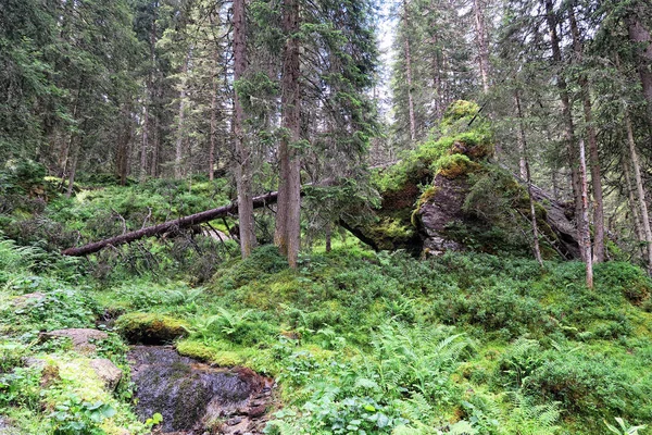 Troncs d'arbres morts dans la forêt des Alpes européennes — Photo