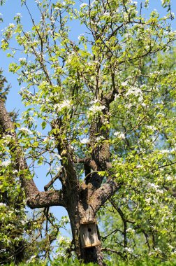 Armut Ağacı çiçeği ile yuva kutusunun içinde. Bahar.