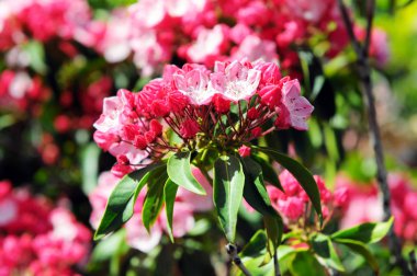 pembe Kalmia bush çiçek çiçek.