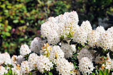 Ormangülü bush bloom ilkbaharda beyaz.
