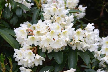 Ormangülü bush bloom ilkbaharda beyaz.
