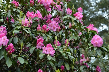 Ormangülü bush bloom ilkbaharda pembe.