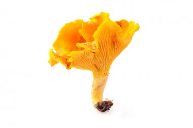 bir altın Cantharellus cibarius mantar izole beyaz zemin üzerine