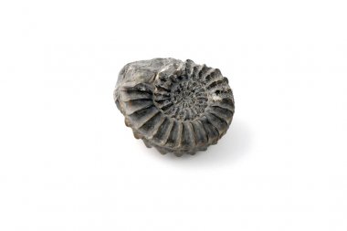Ammonit fosil beyaz izole arka planda