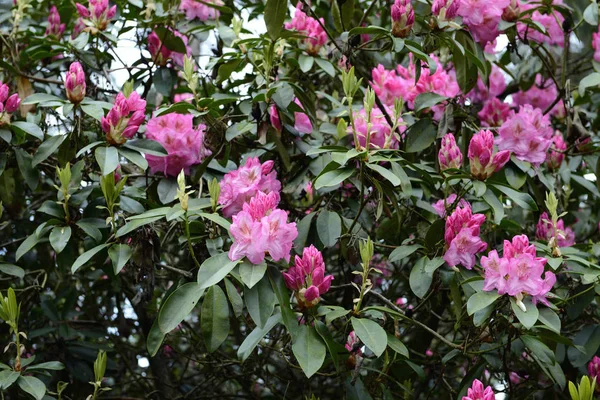 Rosa Rhododendron arbusto florescer na primavera . — Fotografia de Stock