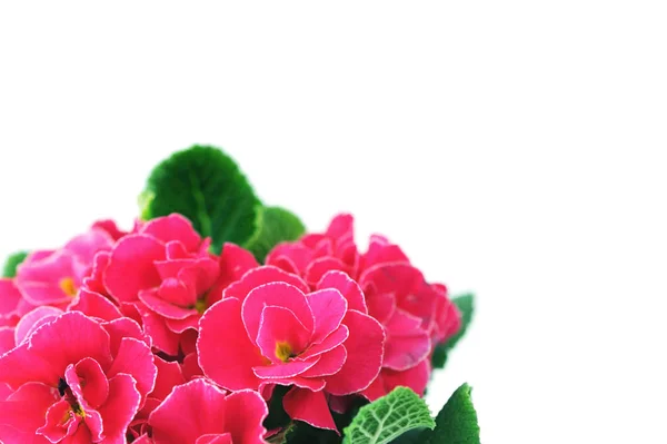 Vaso da fiori Primula rosa su sfondo bianco isolato — Foto Stock