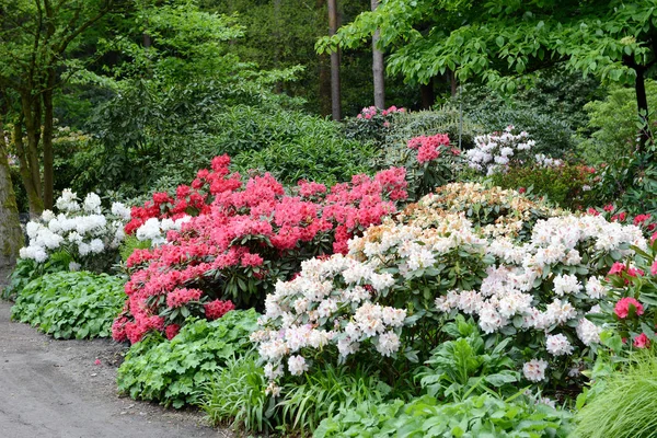 Pink Rhododendron bush bloom in springtime. path leading through — Stock Photo, Image