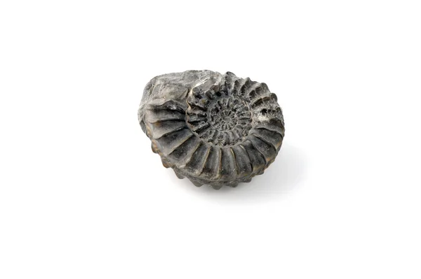 Ammoniteszek fosszilis elszigetelt fehér alapon — Stock Fotó