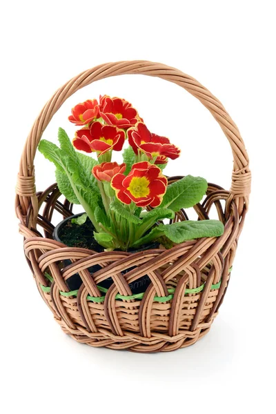 Vaso de flores Primula vermelho na cesta no fundo isolado branco . — Fotografia de Stock