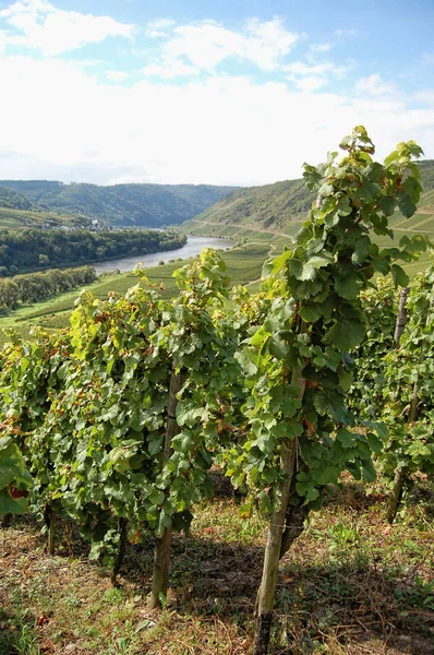 Uitzicht over de wijngaarden aan de Moezel (Rijnland-Palts en Ge — Stockfoto
