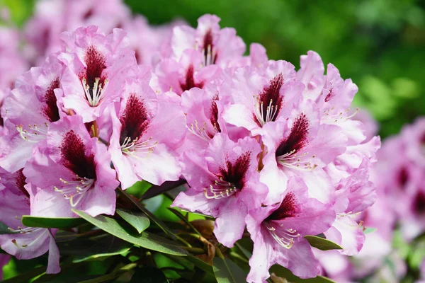 Purple red rhododendron flower heads — Stock Photo, Image