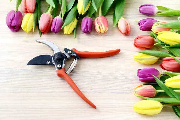 Tulips in a row with garden equipment — Stock Photo, Image