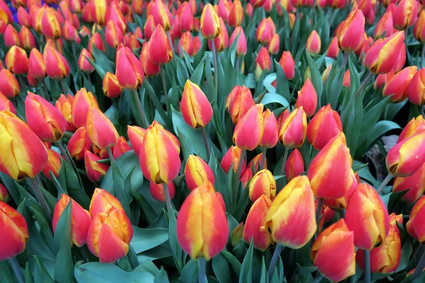 Tulipas amarelas vermelhas florescem na primavera. quadro completo — Fotografia de Stock