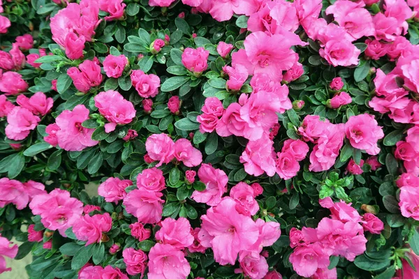 Pink azalea blossom in springtime. full frame background — Stock Photo, Image