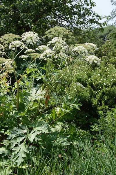 Riesenbärenklau (heracleum mantegazzianum)) — Stockfoto