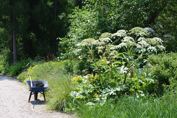 Гигантский свиноматок (Heracleum mantegazzianum ) — стоковое фото