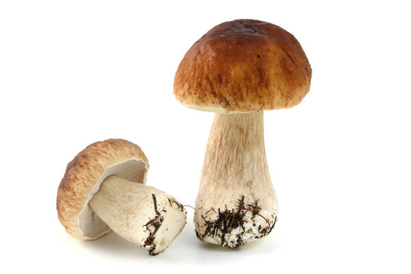fresh penny bun  mushrooms on white isolated background