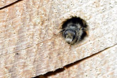 bir tr delik dışında arayan yalnız yabani arı (Osmia bicornis)