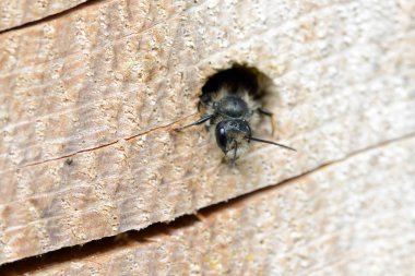 bir tr delik dışında arayan yalnız yabani arı (Osmia bicornis)