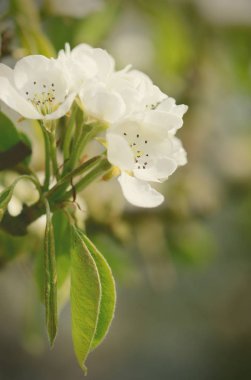 Elma ağacı çiçeği.