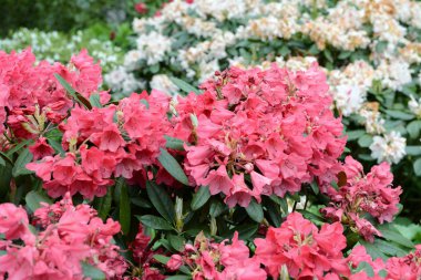 pembe ormangülü çiçek bahar içinde. 