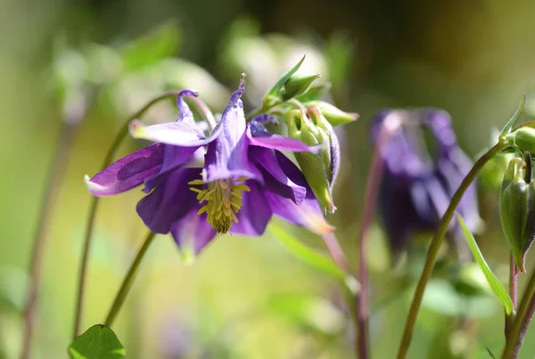 Flor de columbine azul florescendo — Fotografia de Stock