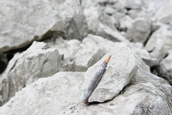 Belemnite fossilizada em giz rochoso — Fotografia de Stock