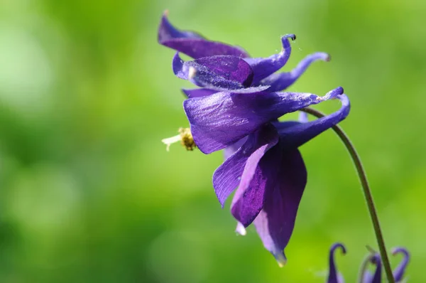 Flor de columbine azul florescendo ao ar livre — Fotografia de Stock