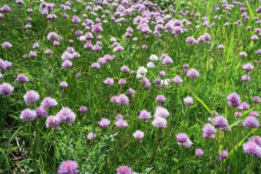 Frenk soğanı ot çiçeği. yenilebilir baharat.