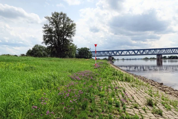 铁路大桥易北河和其典型的草甸，在夏天干了什么 — 图库照片