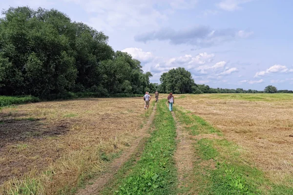 View at Elbe river and its typical meadows in summer time — Stock Photo, Image