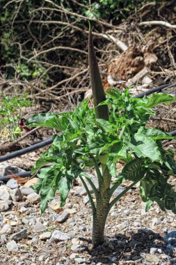 Samiriye Gorge - Cre ejderha arum (Dracunculus vulgaris) çiçek