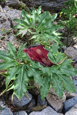 Samiriye Gorge - Cre ejderha arum (Dracunculus vulgaris) çiçek