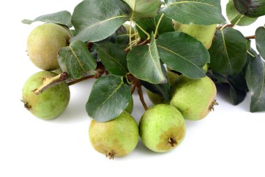 Beyaz arka plan üzerinde Avrupa yabani armut.