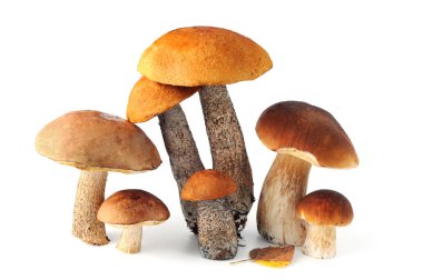Grup farklı bolete mantar beyaz izole arka planda