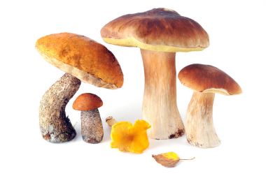 Altın Chanterelles mantar