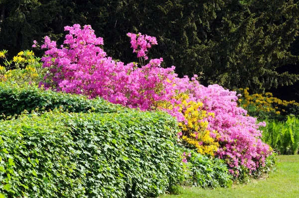 Pink Azalea bush blooming in springtime — Stock Photo, Image